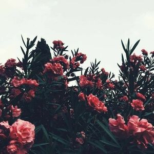 Meet your Posher, Aspen